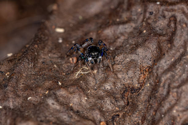 istock Adult Male Jumping Spider 1372128225