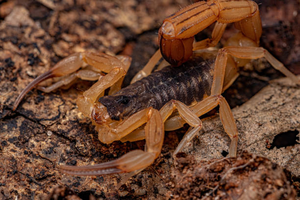 Adult Female Brazilian Yellow Scorpion Adult Female Brazilian Yellow Scorpion of the species Tityus serrulatus buthidae stock pictures, royalty-free photos & images