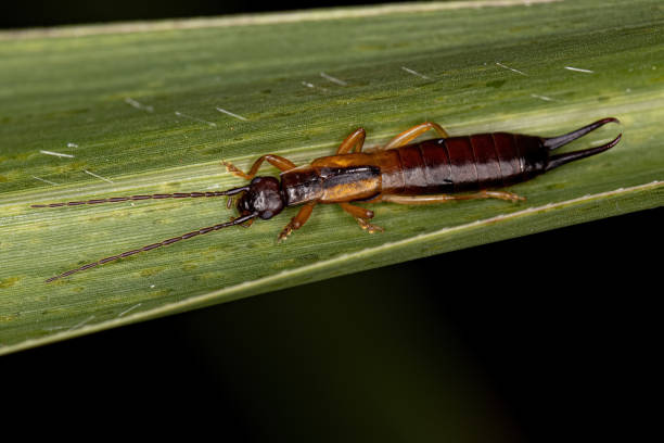 istock Adult Common Earwig 1372128257