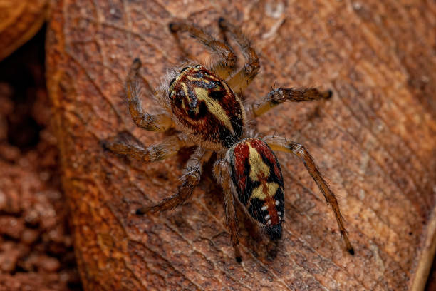 istock Adult Female Jumping Spider 1372128565