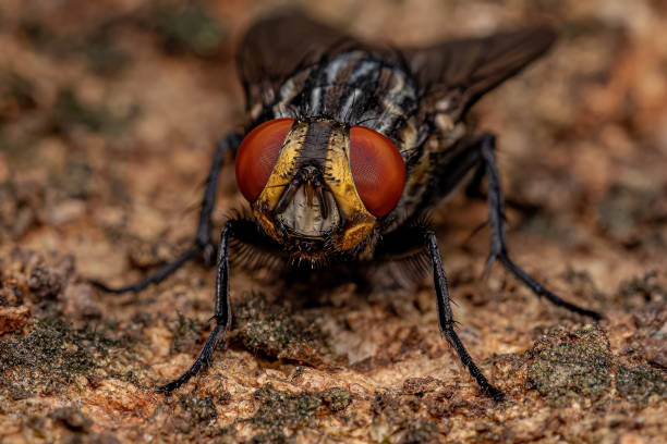 Adult Flesh Fly Adult Flesh Fly of the Family Sarcophagidae flesh fly photos stock pictures, royalty-free photos & images