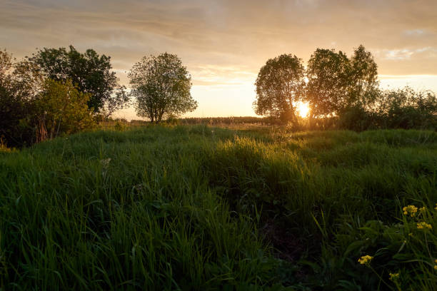 istock Sunset through the silhouetted trees. Summer evening in the field. 1372128666