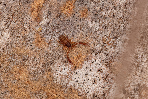 Small Pseudoscorpion Arachnid Chelicerate Small Pseudoscorpion Arachnid Chelicerate of the Order Pseudoscorpiones pseudoscorpion stock pictures, royalty-free photos & images