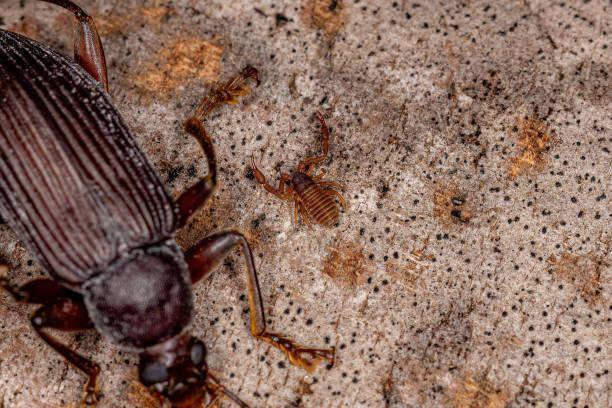 Small Pseudoscorpion Arachnid Chelicerate Small Pseudoscorpion Arachnid Chelicerate of the Order Pseudoscorpiones pseudoscorpion stock pictures, royalty-free photos & images