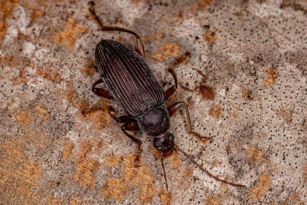 istock Adult Comb-clawed Darkling Beetle 1372128715