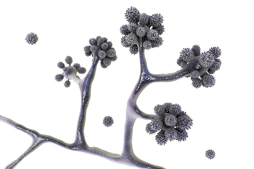 Microscopic fungi Cunninghamella, scientific 3D illustration. Pathogenic fungi from the order Mucorales, cause sinopulmonary and disseminated infections, one of the causative agents of mucormycosis