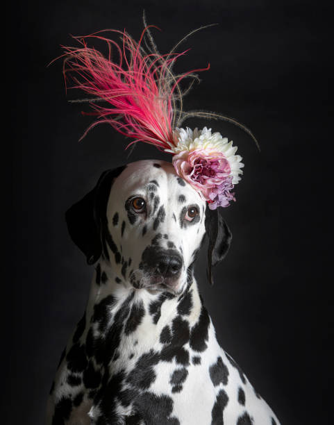istock dalmata with flowers on the head 1372130495