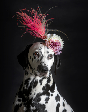 Dalmatian dog with headdress of flowers and feathers on his head