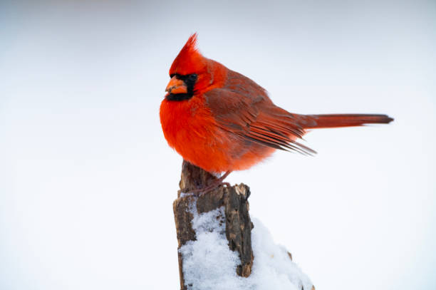 istock A male Northern Cardinal 1372130778