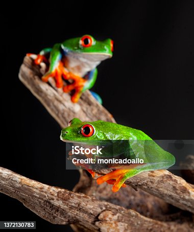 istock 2 red-eyed frogs (agalychnis callydras) 1372130783