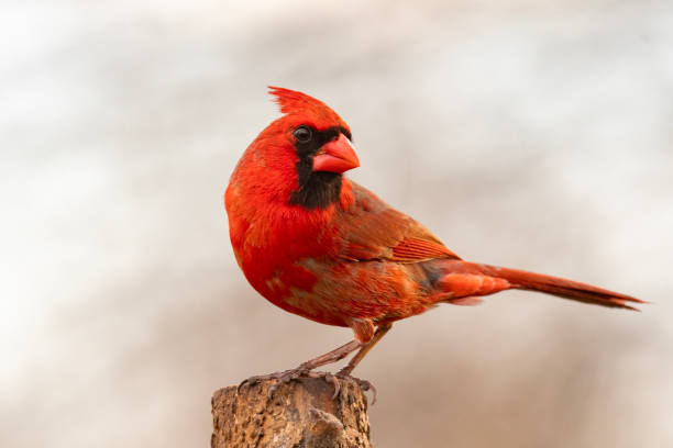 istock A male Northern Cardinal 1372130784