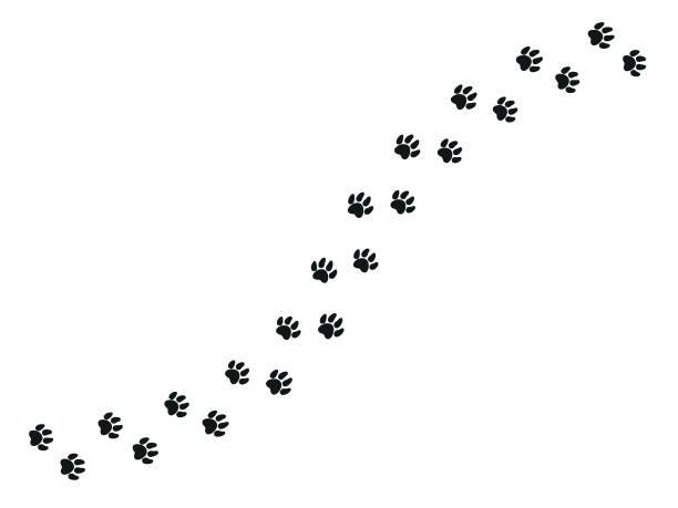 istock Cat feet tracks. Animals paws and sillhouetts. 1372131209