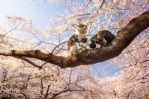Blooming pink sakura in spring, sunny day. Pair of cats sitting on a tree, Ueno Park, Tokyo, Japan