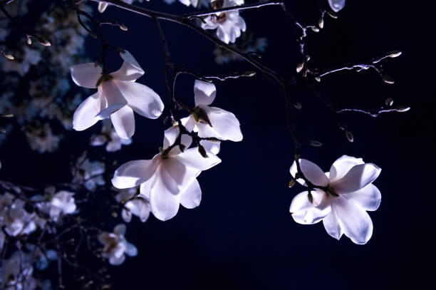 Blooming pink tender magnolia at night illuminated by light, empty space on a dark background.