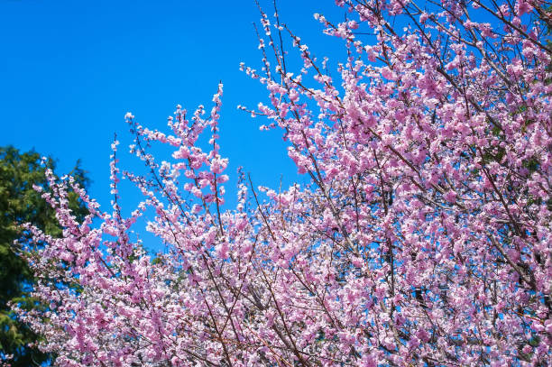 istock Blooming pink sakura in spring against the blue sky, sunny day. 1372131531