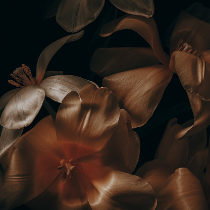 Dark toned image of yellow tulips.