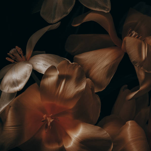 tulips - arrangement flower head flower blossom imagens e fotografias de stock