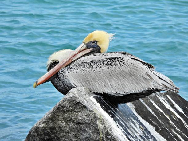 istock Brown Pelican (Pelecanus occidentalis) - resting on a rock 1372131649