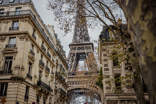 Eiffel Tower, Paris, view from a side street with facades of old traditional buildings and branches of a tree in the forefront during daylight with cloudy sky in the background, no people, low angle view, horizontal