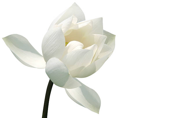 White lotus flower with opening petals on white stock photo
