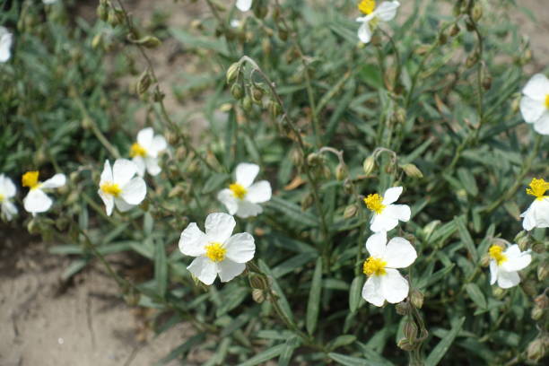 istock Several white flowers of rock rose in mid May 1372134321