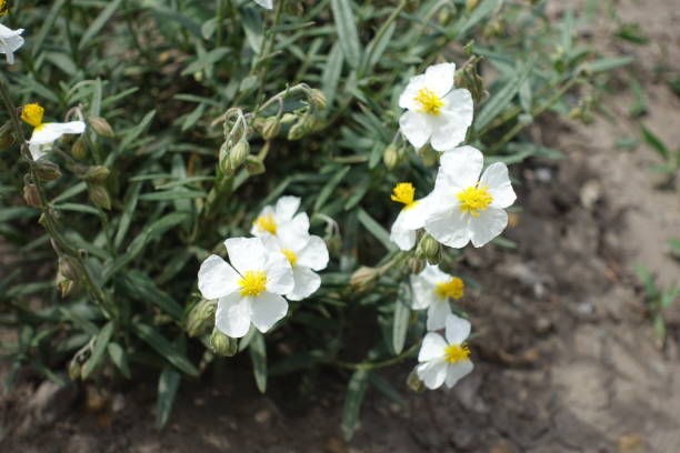 istock White flowers of rock rose in mid May 1372134372