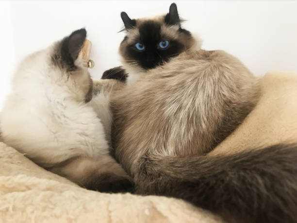 istock A cat and his new kitty friend 1372134452