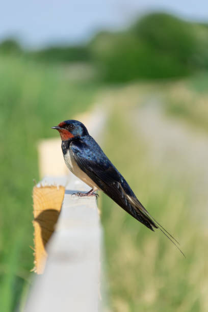 Bird Bird (Barn swallow or Hirundo rustica) sitting on fence. Swedish summer day at Getterön nature reserve. barn swallow stock pictures, royalty-free photos & images