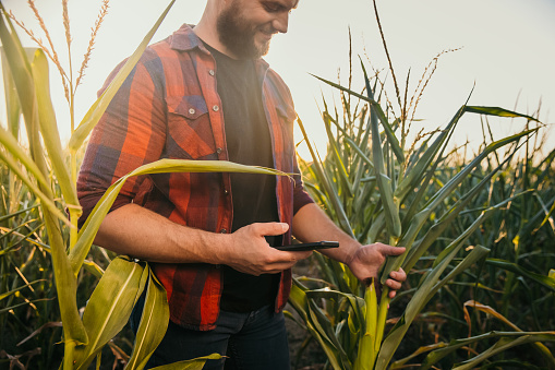 Farmer, adult man with brown hair and beard, wearing a red and blue checkered shirt and jeans is standing in the middle of his Cornfield in the evening, to check the quality of his corn plants, holding the plant with his left hand while having a smartphone in his right hand, looking down with smiling facial expression, side view, horizontal