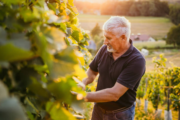 starszy mężczyzna badający rośliny winorośli w winnicy - senior adult caucasian farmer grape harvesting zdjęcia i obrazy z banku zdjęć