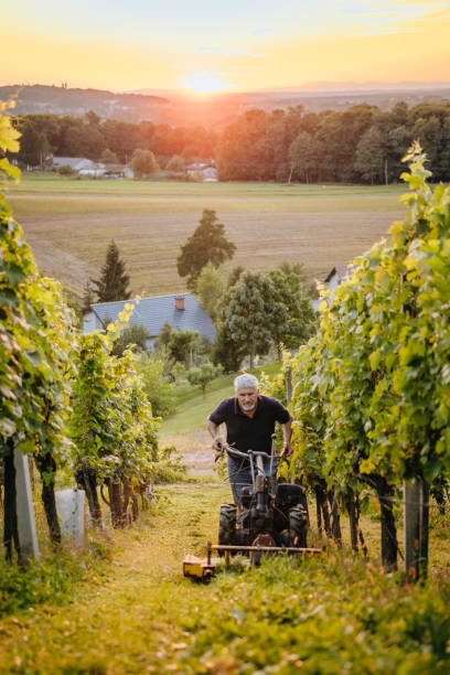 istock Senior man mows the grass with lawn mower 1372138330
