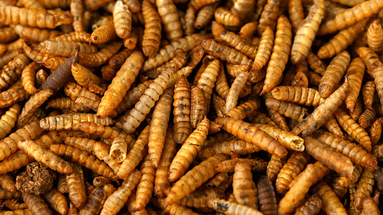 Dried Black soldier fly larvae, calci worms food wildlife birds.