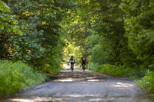 Bicycle, autumn, forest, man, cycling