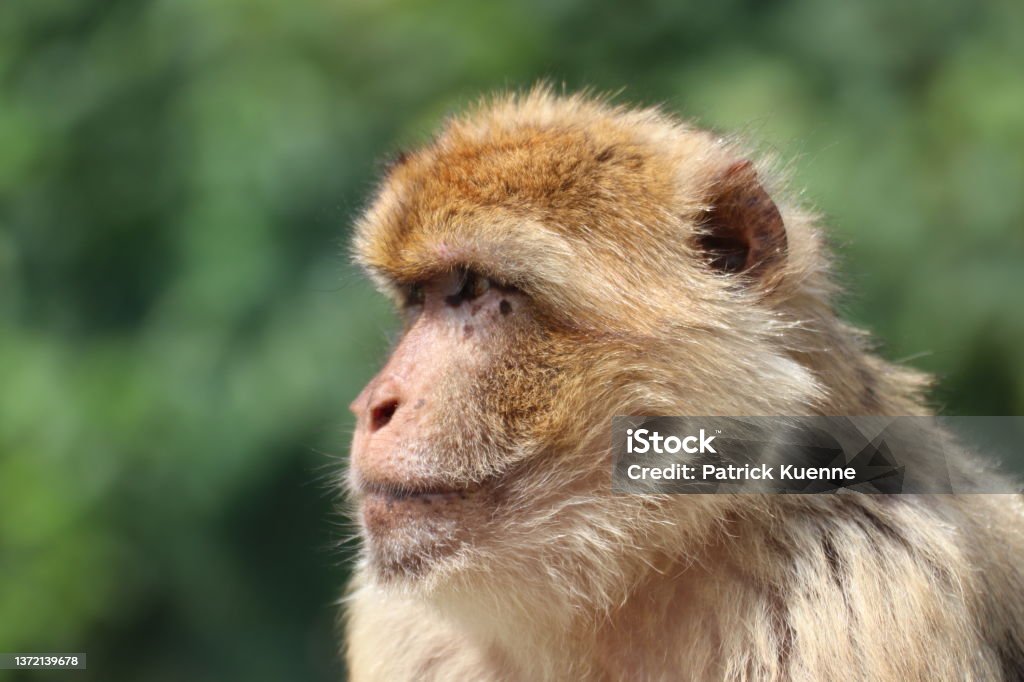 Macaco barbaro in ritratto - Foto stock royalty-free di Ambientazione esterna Macaco barbaro in ritratto - Foto stock royalty-free di Ambientazione esterna