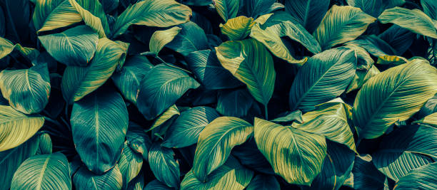 istock tropical foliage texture, nature background 1372141095