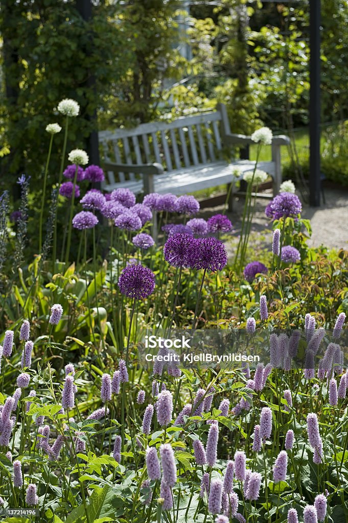 Allium et banc de jardin vintage - Photo de Agriculture libre de droits