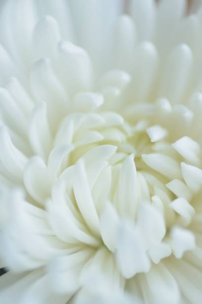 istock Macro details of white chrysanthemum flower 1372142702