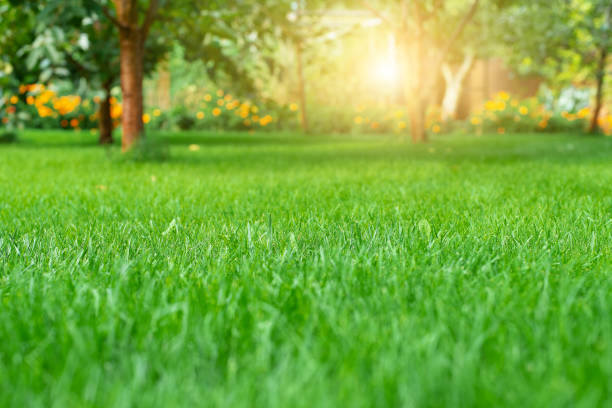나무 클로즈업 보기 아래 깎은 녹색 뒤뜰 잔디 - green grass lawn front or back yard 뉴스 사진 이미지