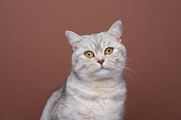 istock cute cat with yellow eyes looking at camera slightly tilting head 1372142873