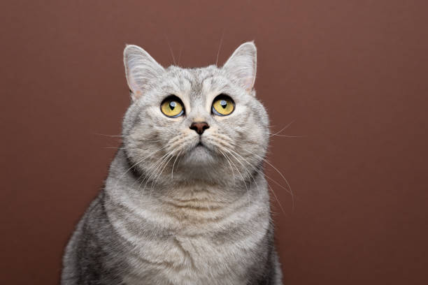 istock fluffy british shorthair cat with yellow eyes looking up curiously 1372142950
