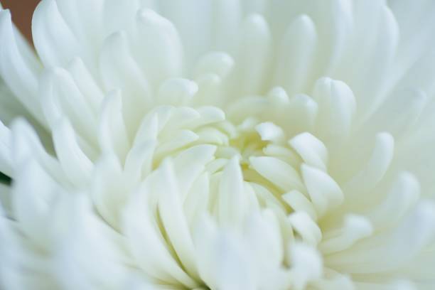 istock Macro details of white chrysanthemum flower 1372143014