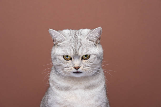istock hungry british shorthair cat looking down portrait on brown background 1372143069