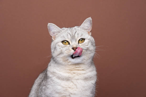 gato hambriento que sobresale de la lengua lamiendo los labios mirando a la cámara esperando comida - lengua de animal fotografías e imágenes de stock