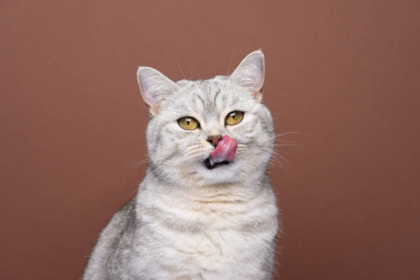 hungry cat sticking out tongue licking lips looking at camera waiting for food hungry british shorthair cat sticking out tongue licking lips looking at camera waiting for food on brown background with copy space animal tongue stock pictures, royalty-free photos & images