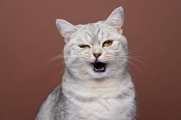 istock fluffy angry cat with mouth open portrait on brown background meowing 1372143182
