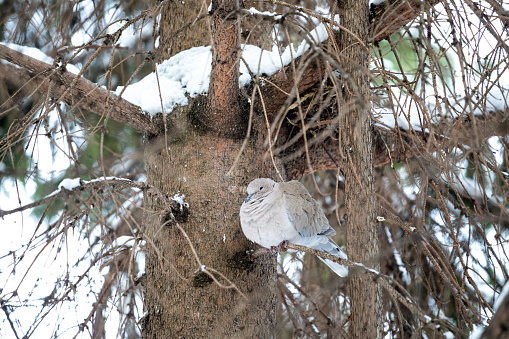 Bird in a tree in winter