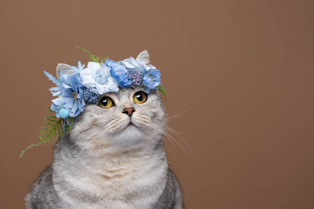 istock fluffy cat wearing blue flower crown on head looking up curiously 1372143475