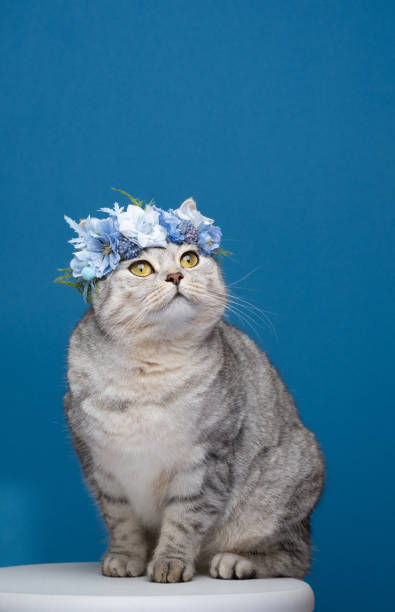 istock cute cat sitting on white stool on blue background wearing flower crown with blue blossoms 1372144064