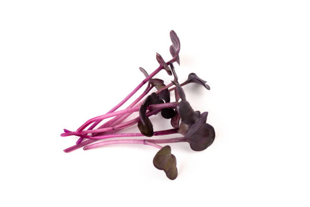 istock Fresh purple radish sprouts isolated on white. Microgreens. 1372144071