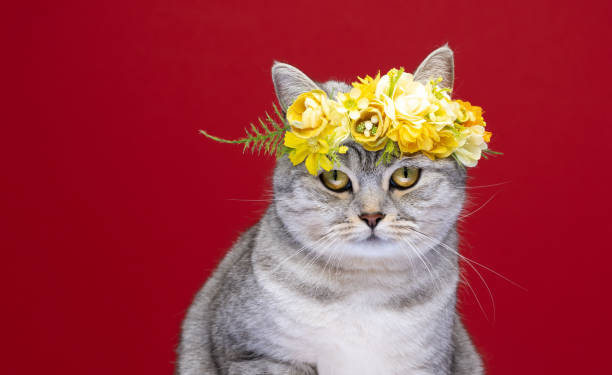 istock cute cat wearing flower crown with yellow blossoms on red background with copy space 1372144132